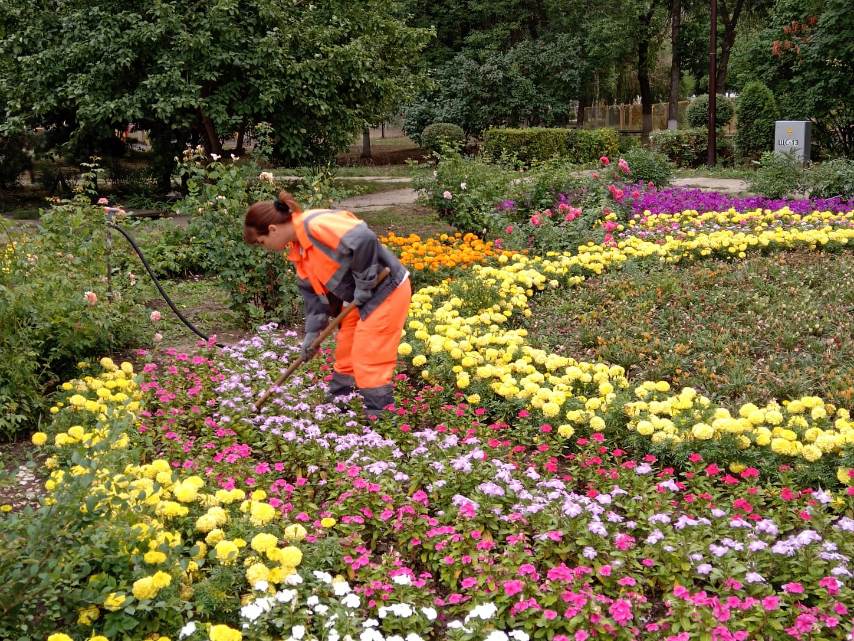 Сотрудники «Комбината благоустройства» в ежедневном режиме занимаются уборкой территорий города Балаково